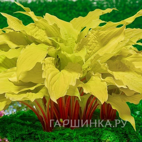 Хоста Липстик Блонд (M)