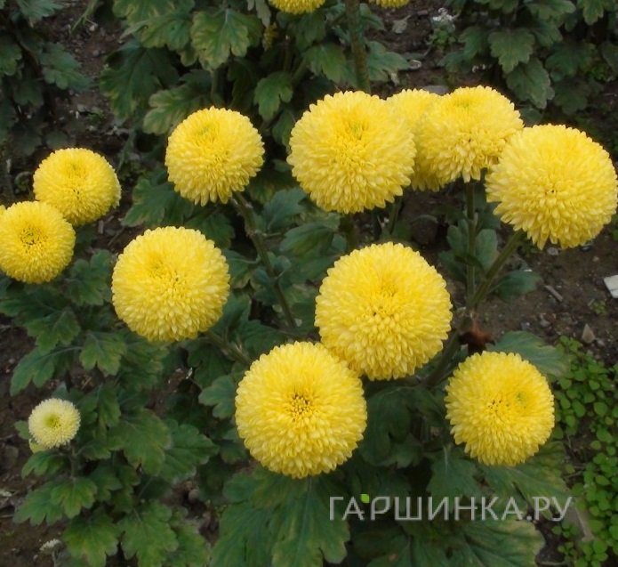 Хризантема Пинг Понг Голден