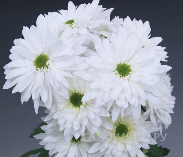 Хризантема Seoul White