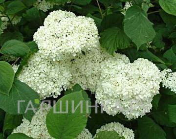 Гортензия древовидная Sterilis