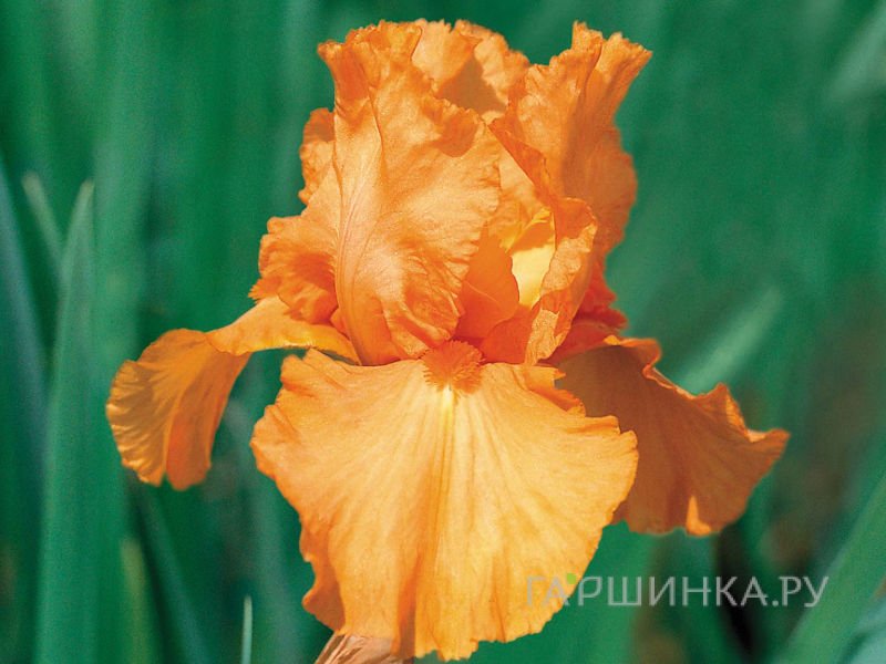 Ирис бородатый Априкот Силк