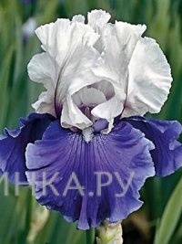 Ирис бородатый Марипоза Скайс
