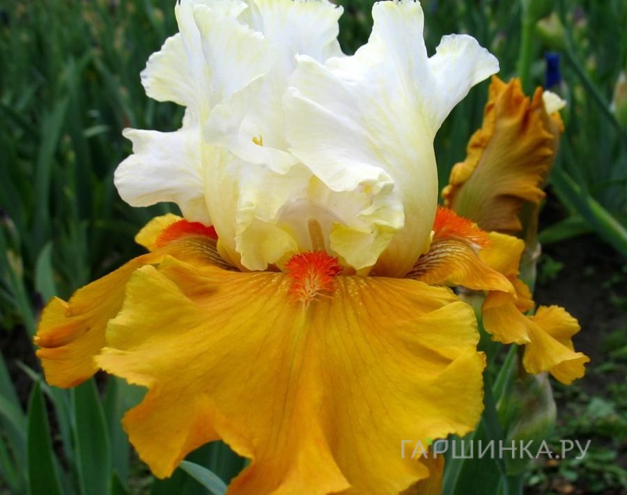 Ирис бородатый Йес