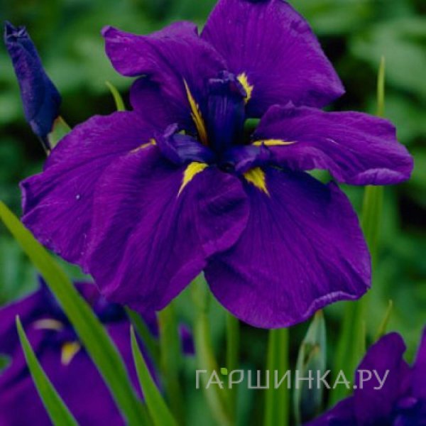 Ирис мечевидный Сенсейшен