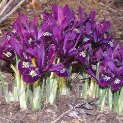 Ирис Reticulata Purple Gem 8шт