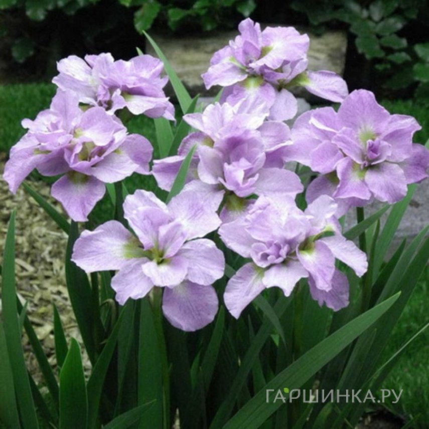 Ирис сибирский Кита Но Сейза