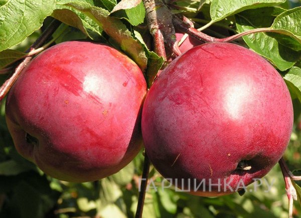 Яблоня Белорусское сладкое