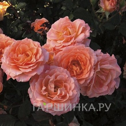 Роза Джамп Фо Джой флорибунда, Викс