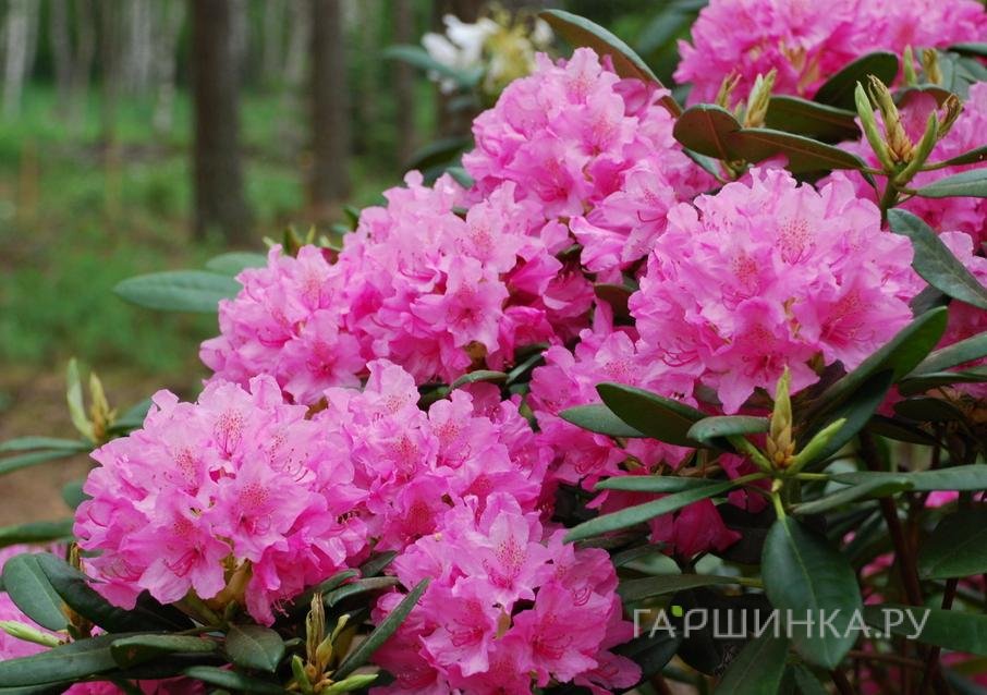 Рододендрон Гаага гибридный
