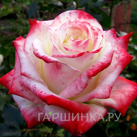 Роза Кайзер чайно-гибридная, Imperial Rose