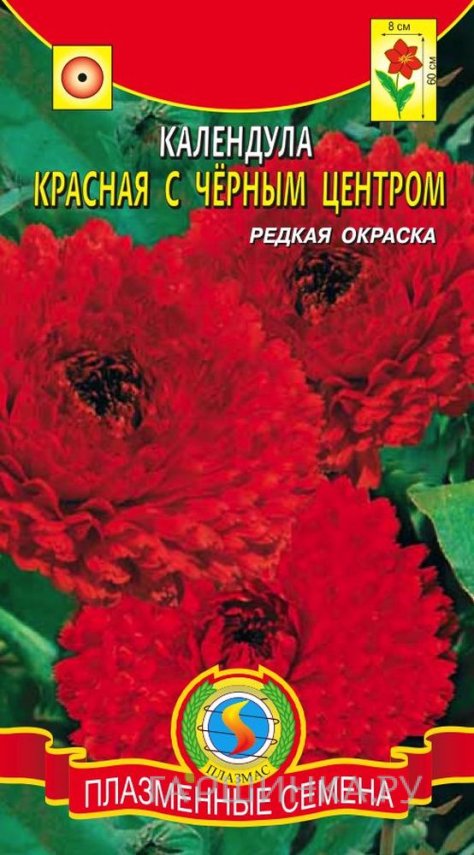 Семена Календула Красная с чёрным центром 0,3 г