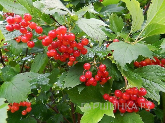 Калина обыкновенная