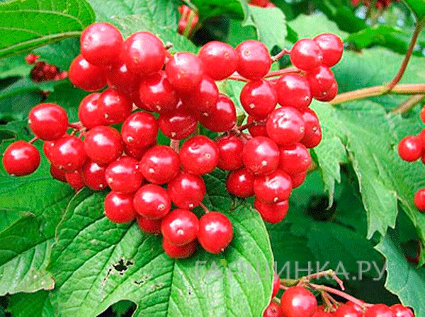Калина Ленинградская отборная