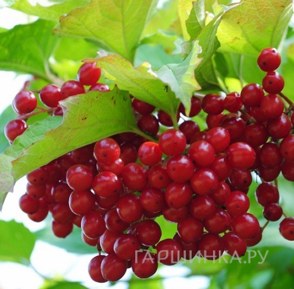 Калина Таежные рубины