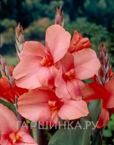 Канна Тирол