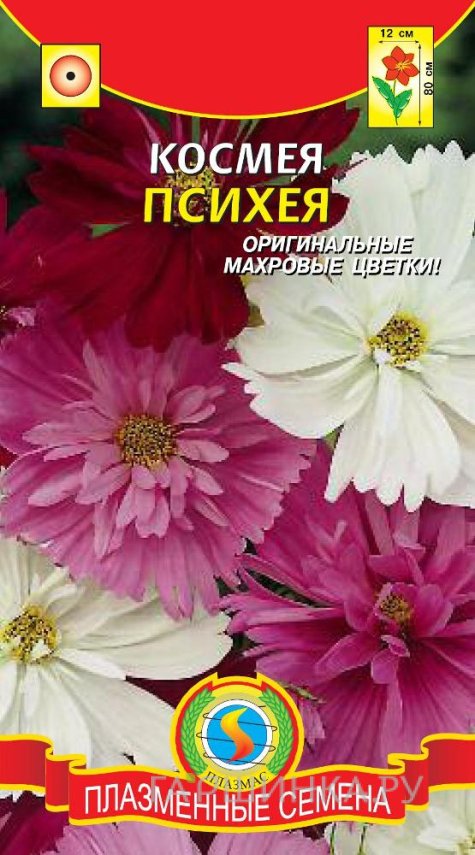 Семена Космея Психея