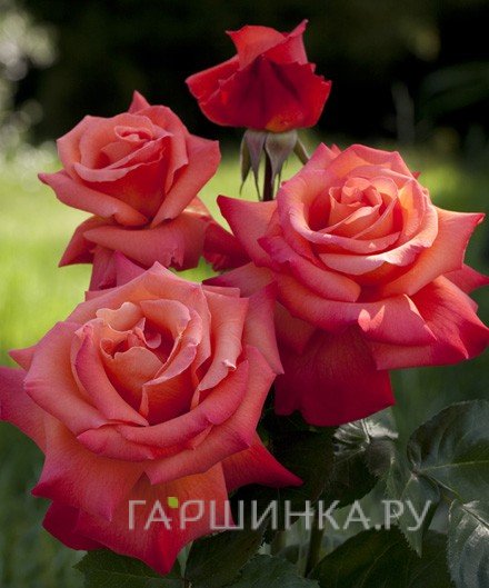 Роза Кристофор Колумб чайно-гибридная, Imperial Rose