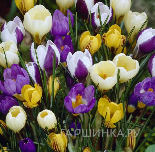 Крокус крупноцветковый Микс 15 шт