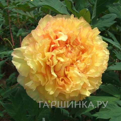 Пион древовидный Кинши/Кромателла