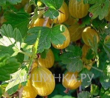 Крыжовник Английский желтый