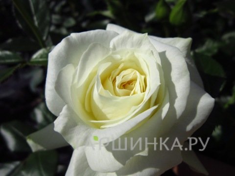 Роза Ла Палома 85 флорибунда, Тантау