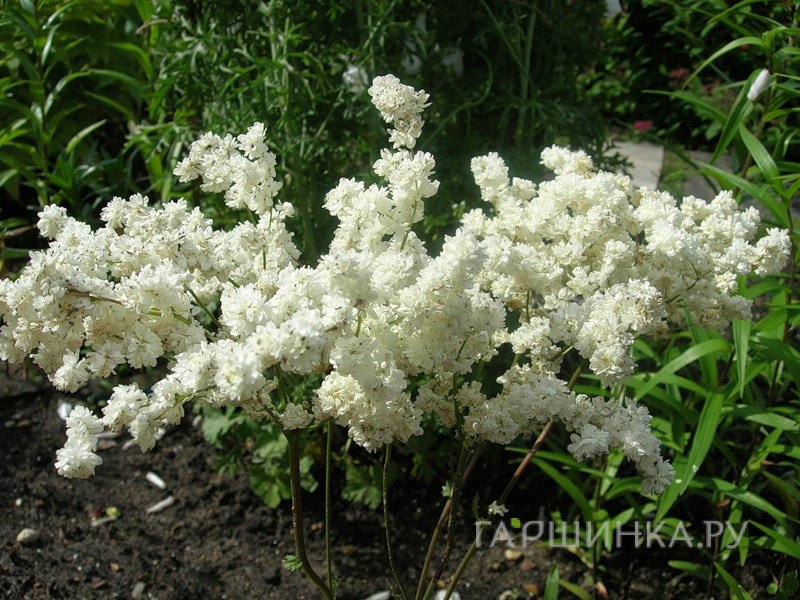 Лабазник (таволга) Плена
