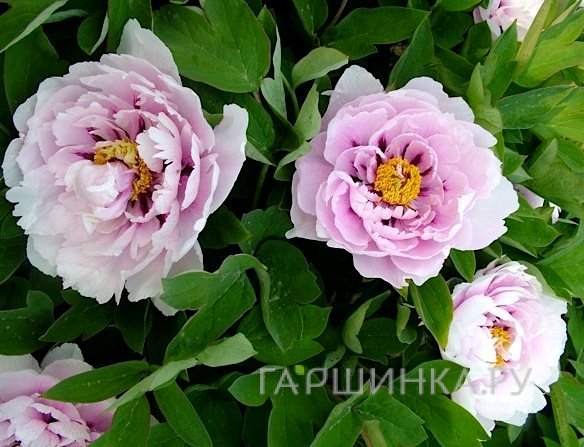 Пион древовидный Сапфир