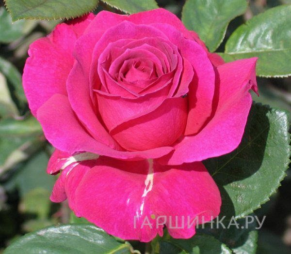 Роза Ланком чайно-гибридная Imperial Rose