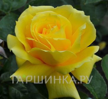 Роза Ландора чайно-гибридная, Тантау