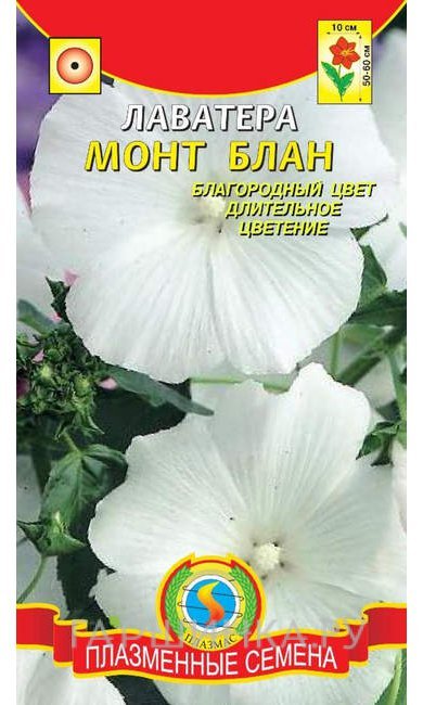 Семена Лаватера Монт Блан