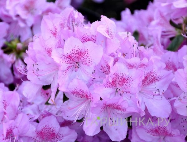 Рододендрон (Азалия) Ледиканенс
