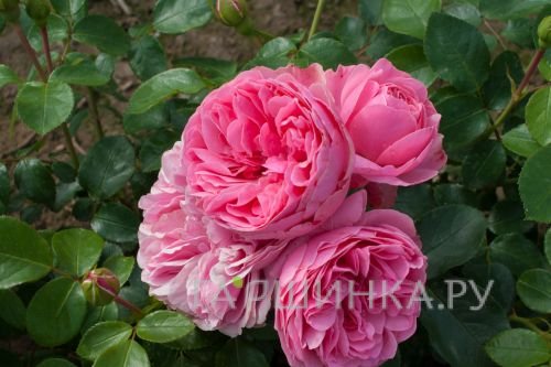Роза Леонардо да Винчи флорибунда, Top Roses