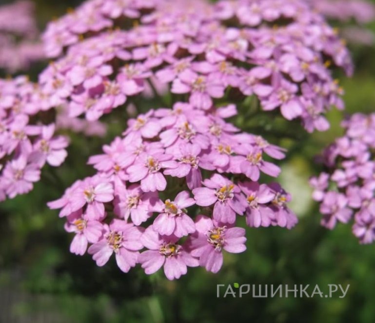 Тысячелистник Лилак Бьюти