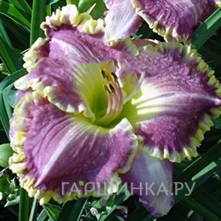 Лилейник Бестселлер