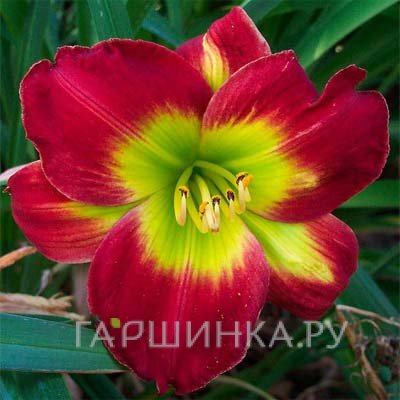 Лилейник Кристмас Из
