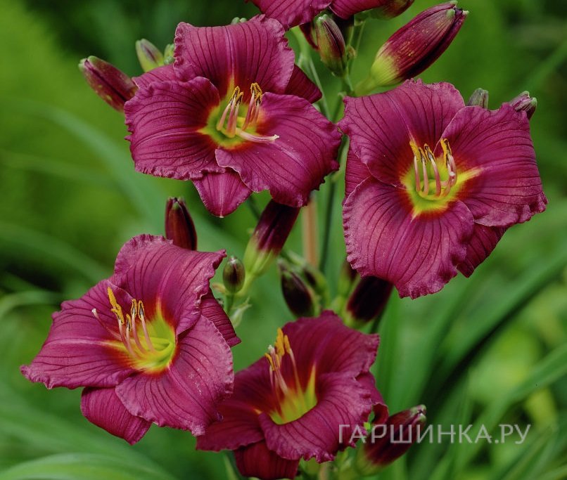 Лилейник Литл Грапет