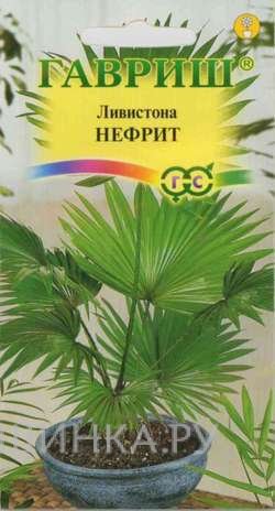 Семена Ливистона китайская Нефрит 3 шт.
