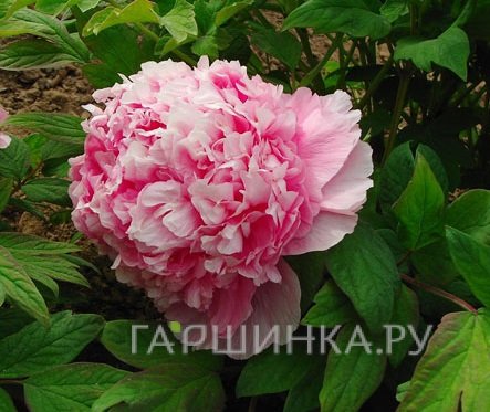 Пион древовидный Розовый Лу