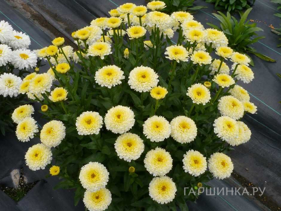 Ромашка (Нивяник) Луна