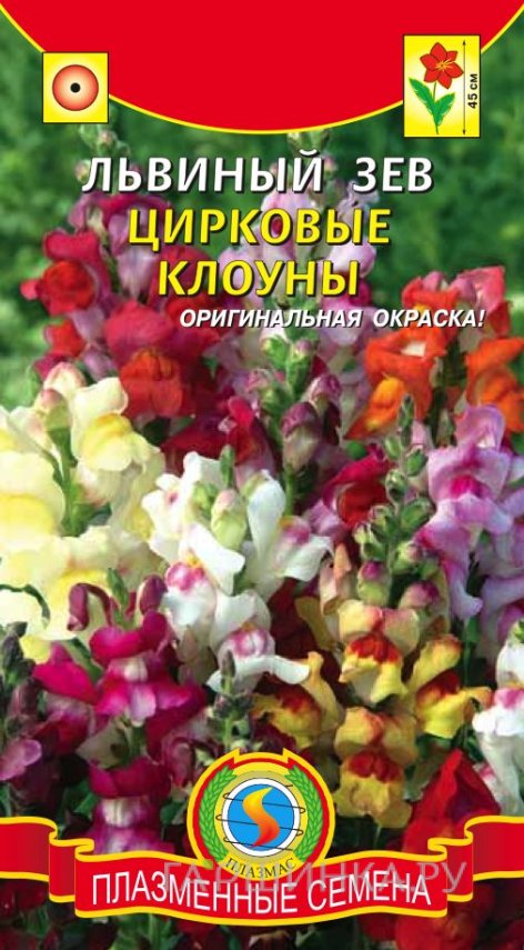 Семена Львиный зев Цирковые клоуны