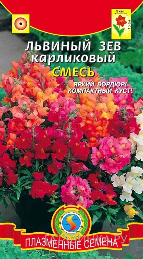 Семена Львиный зев карликовый Смесь