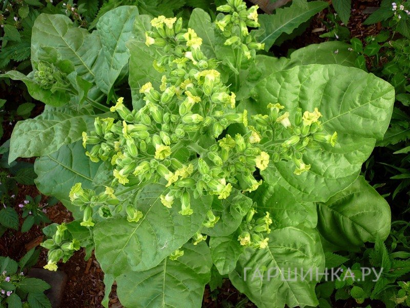 Семена Махорка Деревенский табак 0,01 г