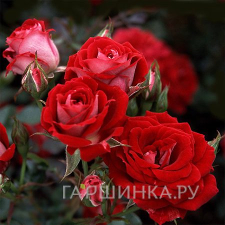 Роза Мейди миниатюрная, Топалович