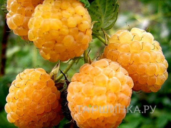 Малина ремонтантная Голден Эверест (Rubus idaeus Golden Everest)
