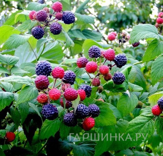 Малина Кумберленд черная