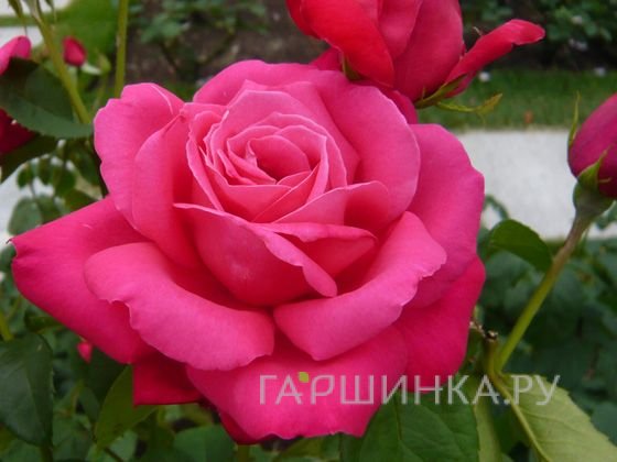 Роза Мария Каллас чайно-гибридная, Топалович (лиц)