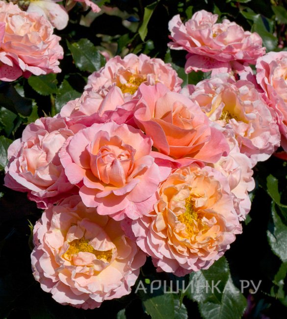 Роза Мари Кюри флорибунда, Топалович