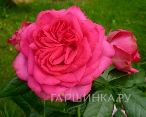 Роза Маритим плетистая, Тантау