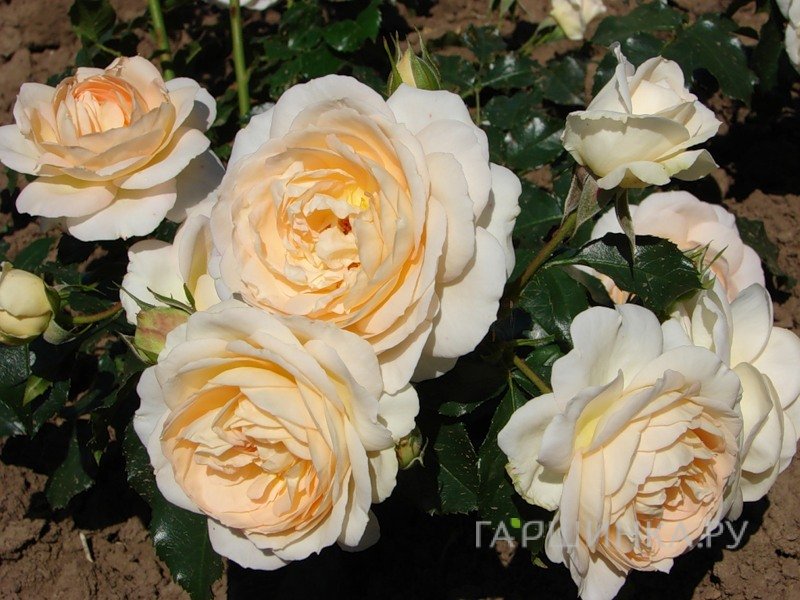 Роза Эмпресс флорибунда, Imperial Rose
