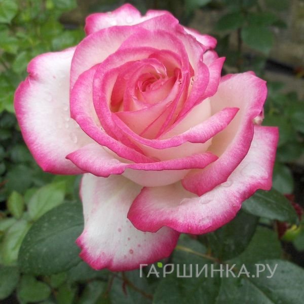 Роза Максим чайно-гибридная